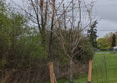 Tree Planting Ceremony 2025